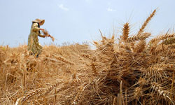 خرید 30 هزار تن گندم از کشاورزان